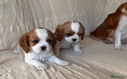 Cavalier King Charles Spaniel dogs for sale: Gorgeous Cavalier King Charles Puppies  - Image 24