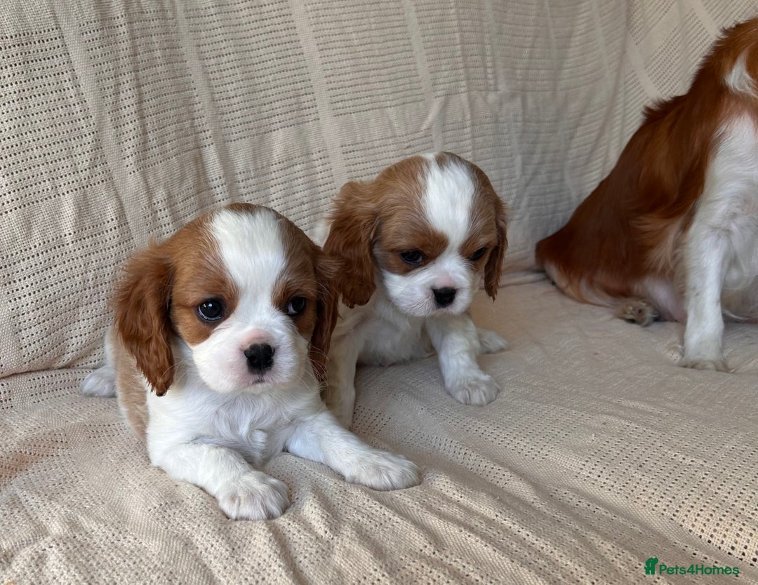 Cavalier King Charles Spaniel dogs for sale: Gorgeous Cavalier King Charles Puppies  - Image 24