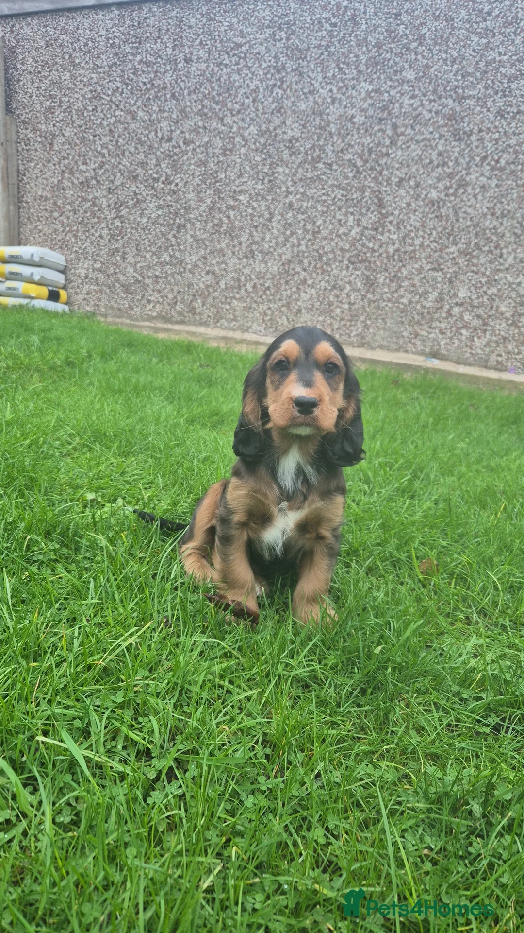 Cockapoo dogs for sale: Cockerpoo girls puppy - Advert 3