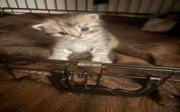 Perdoll cats for sale: Beautiful perdoll babies - Image 10