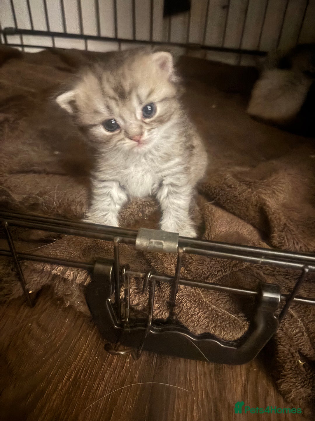 Perdoll cats for sale: Beautiful perdoll babies - Image 10