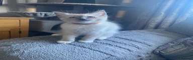 Ragdoll 3