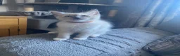 Ragdoll cats for sale: Beautiful male ragdoll’s gccf registered  - Advert 3