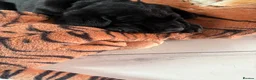 Goldador dogs for sale: Beautiful Chunky Labrador puppies - Advert 12