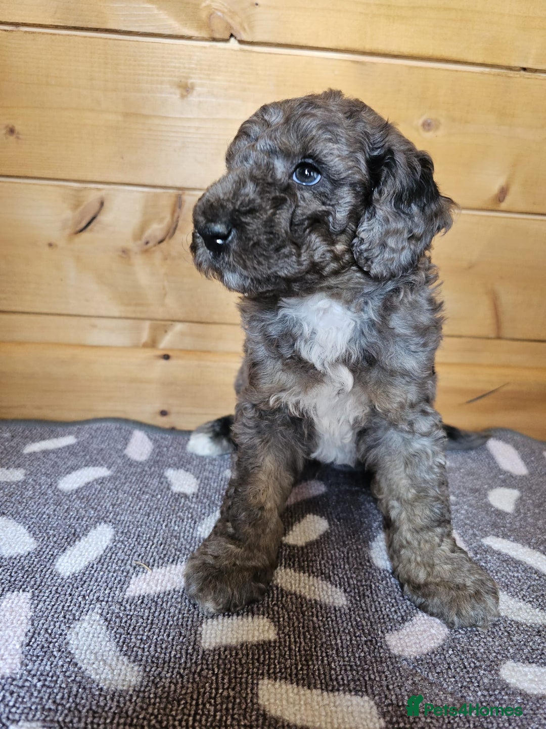 Australian Labradoodle dogs for sale: 💕 Stunning Australian Labradoodles! 💕 - Image 20