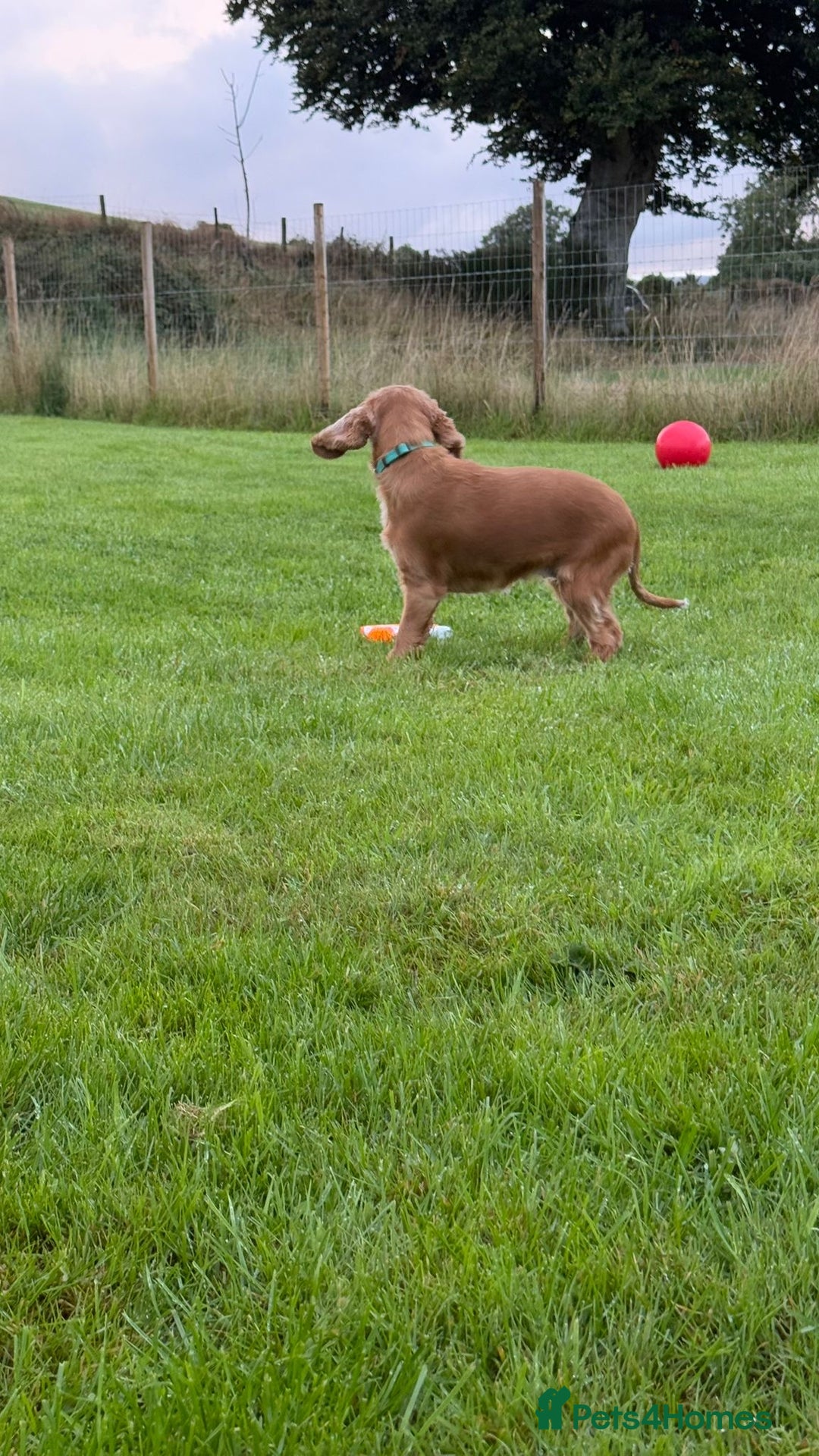 Cocker Spaniel dogs for stud: Honey - Advert 19