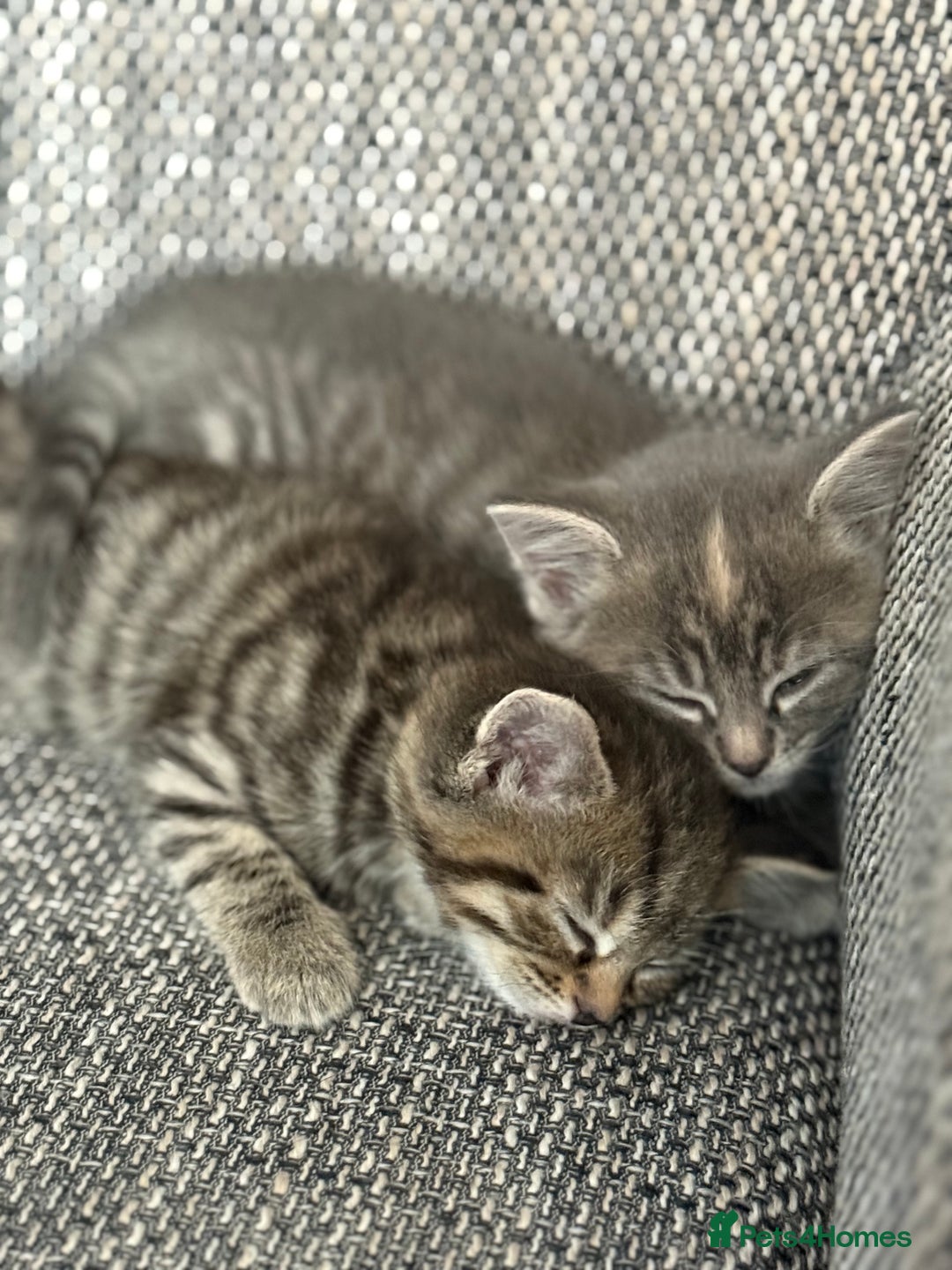 British Longhair cats for sale: Beautiful kittens by our stunning British longhair - Image 6