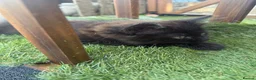 Mixed Breed cats for sale: One boy and one girl left - Longhaired, Kittens - Advert 4