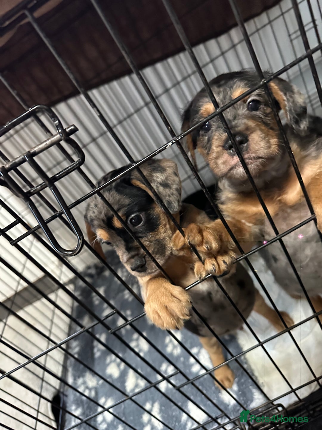 Mixed Breed dogs for sale: Froodle Puppies  - Advert 3