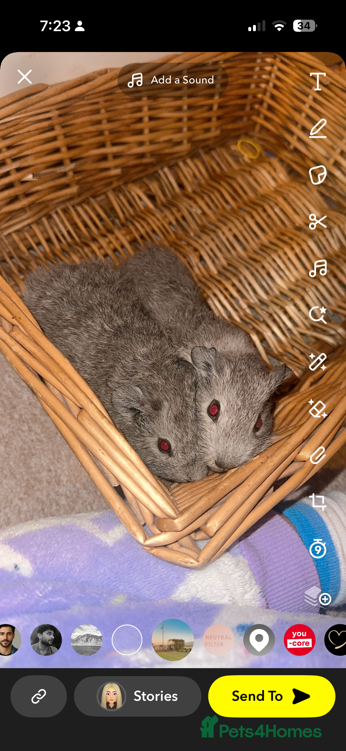 Guinea Pig rodents 2 male guinea pigs-brothers - Advert 15