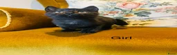 Mixed Breed cats for sale: *READY NOW* 3 Beautiful Black Kittens  - Advert 15