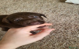 Labrador Retriever dogs for sale: Pedigree Labrador puppies - strong and healthy  - Advert 2