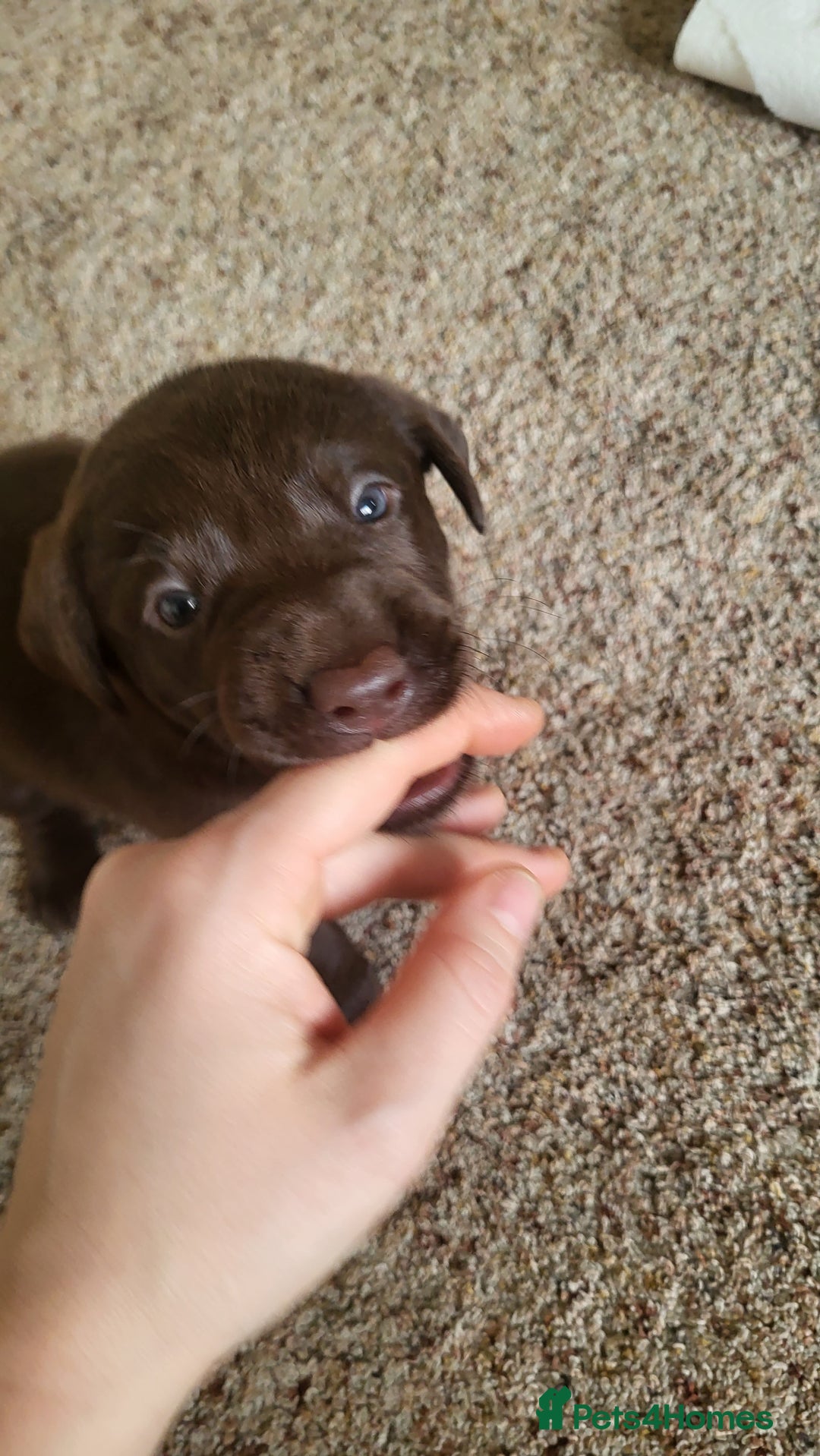 Labrador Retriever dogs for sale: Pedigree Labrador puppies - strong and healthy  - Advert 2