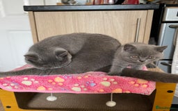 British Shorthair cats for sale: ❤️GCCF CHUNKY BRITISH SHORTHAIR KITTENS❤️ - Image 8