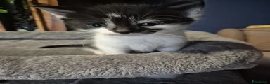 Kiara