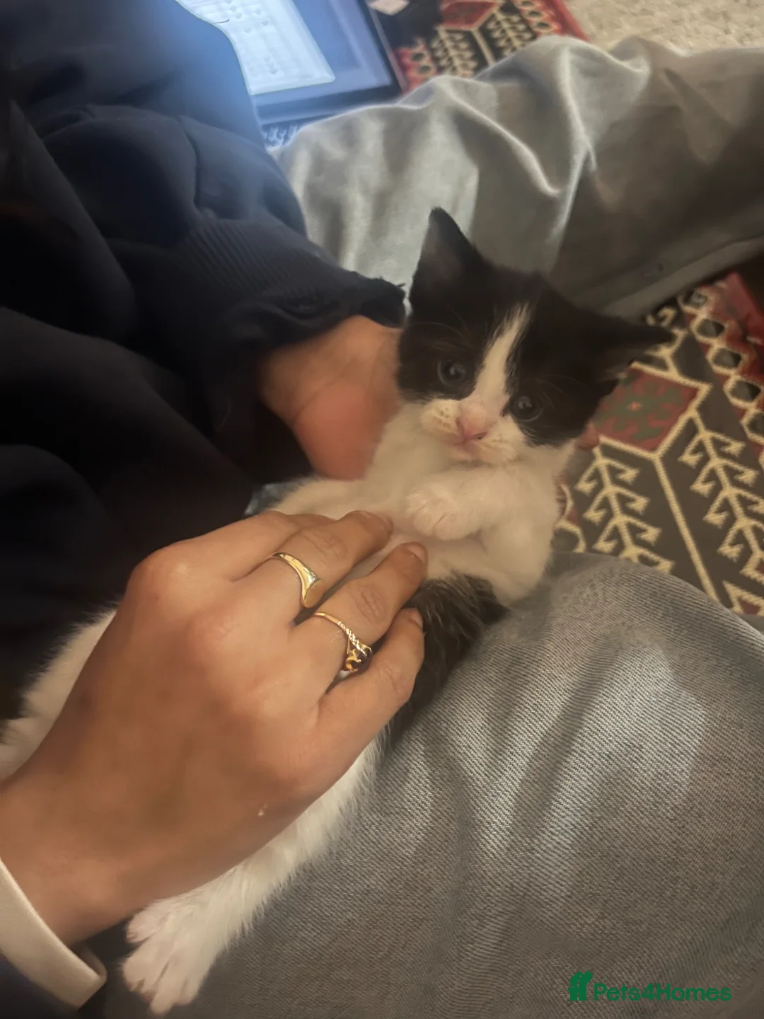 Mixed Breed cats for sale: 2 beautiful kittens - Advert 2