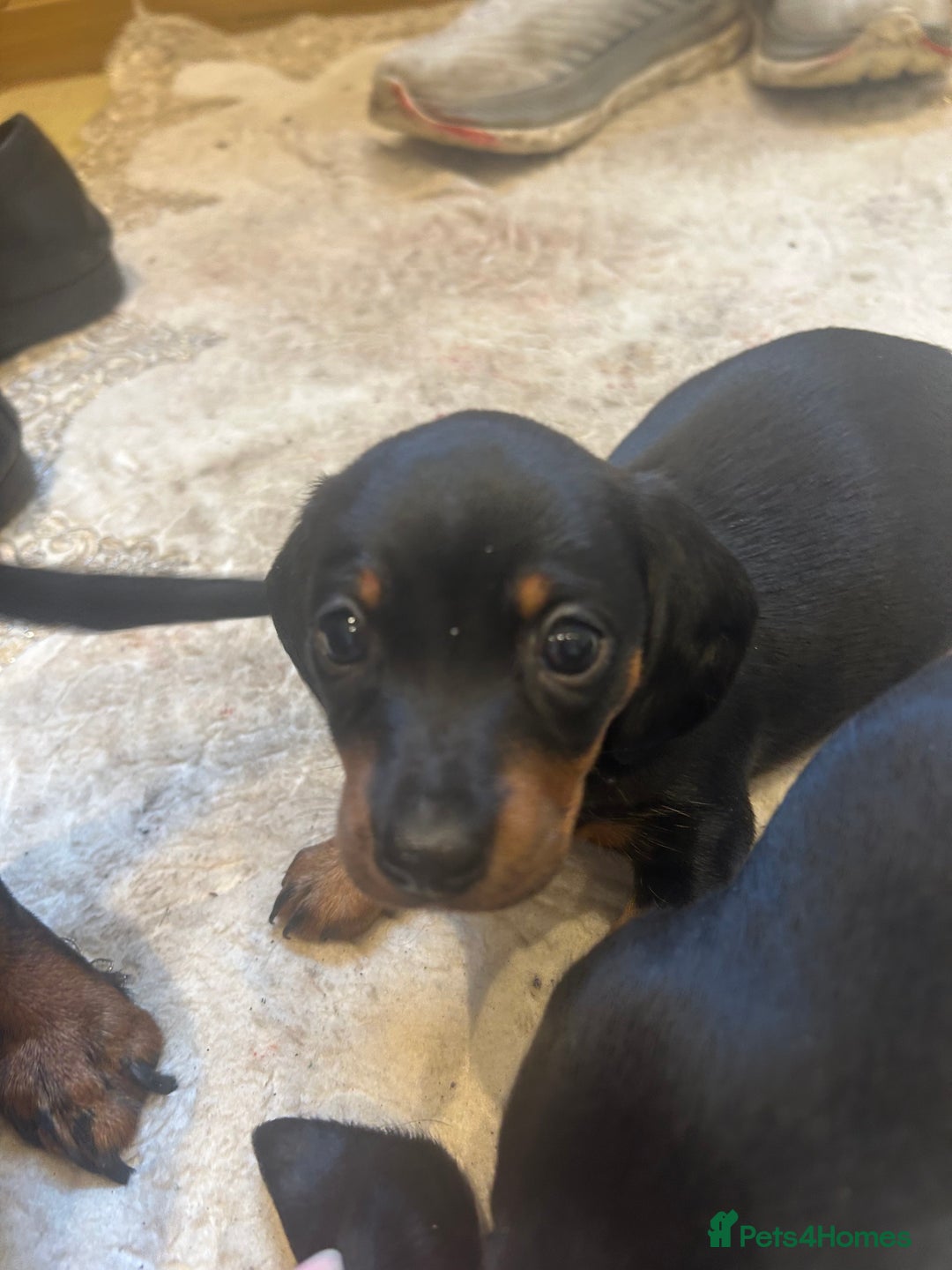Dachshund dogs for sale: 4 beautiful puppies 2 girls 2 boys blk and tan  - Advert 2