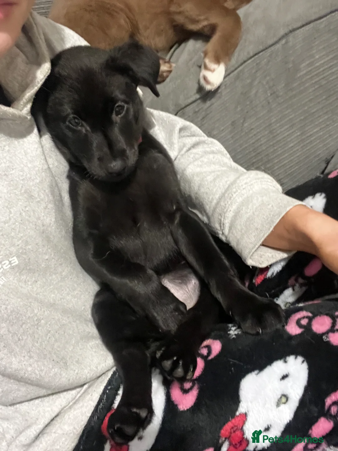 Mixed Breed dogs for sale: Black labsky pup - Advert 1