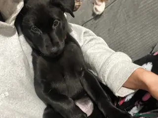 Mixed Breed dogs Black labsky pup - Advert 3