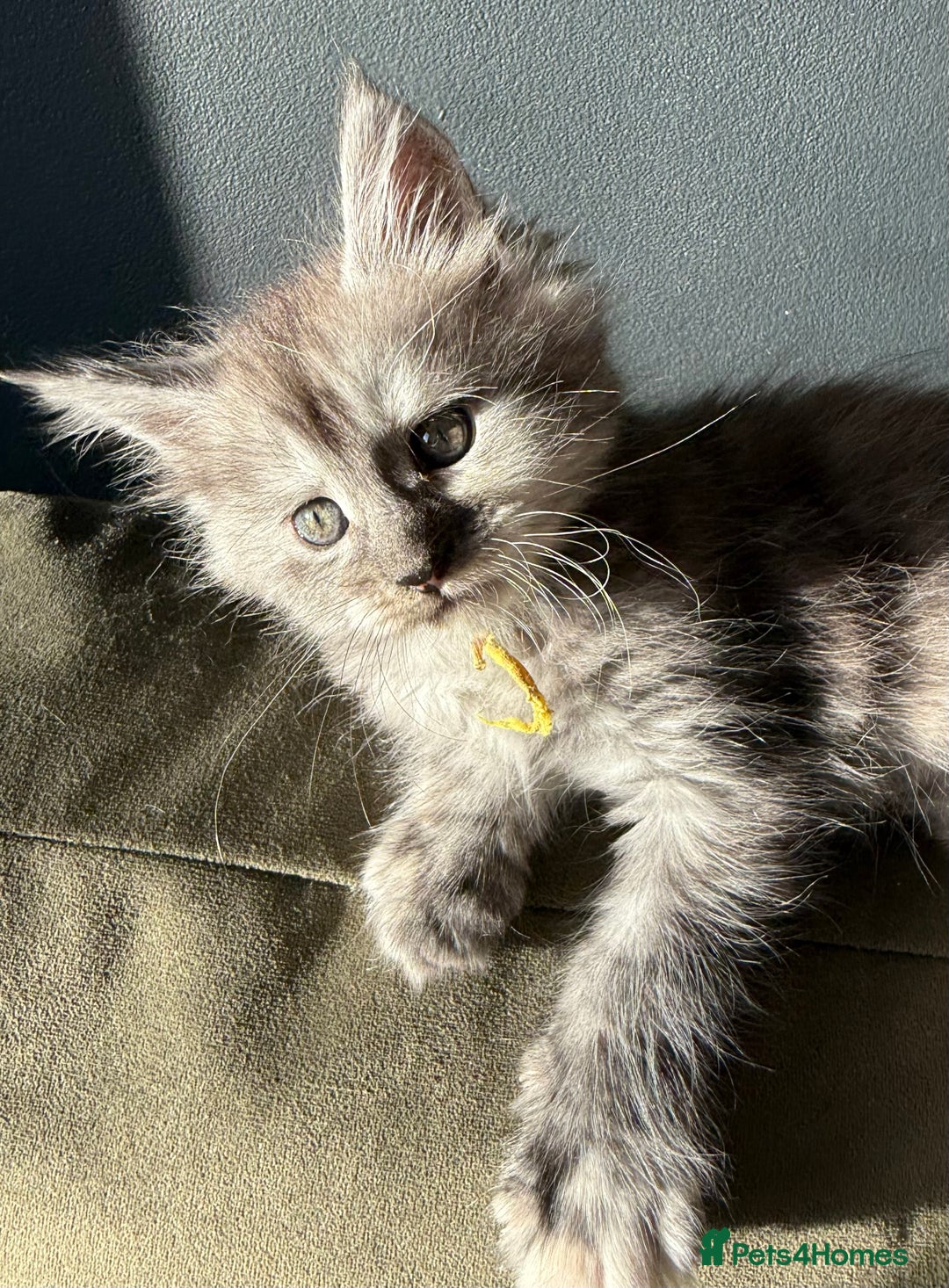 Maine Coon cats for sale: Maine Coon Kittens  - Image 12