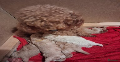 Cockapoo dogs 5 Cockapoo puppies 4 Boys 1 Girl  - Advert 13