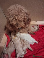 Cockapoo dogs 5 Cockapoo puppies 4 Boys 1 Girl - Advert 13