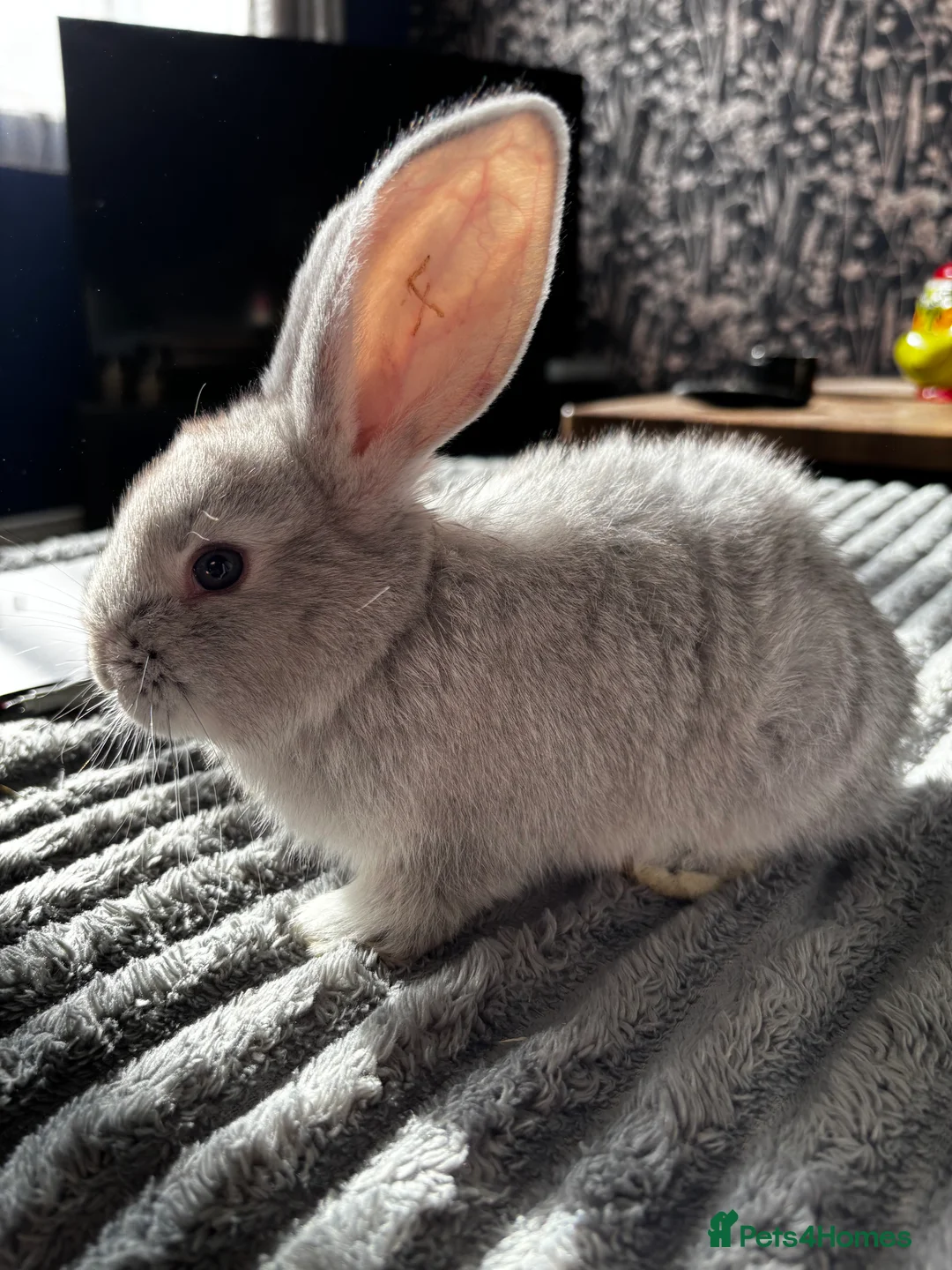 Continental Giant rabbits for sale: GERMAN GIANTS (continentals) 8 kits available  - Advert 9