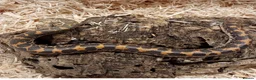 Boa Snake reptiles for sale: Beautiful, Juvenile, Captive-Bred Kenyan Sand Boas - Advert 9