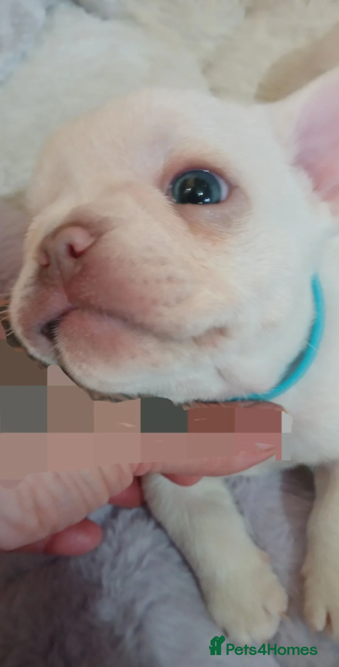 French Bulldog dogs for sale: French bulldog puppies for sale in Bedford - Advert 2
