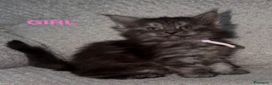 🐾💕 Meet Our absolutely gorgeous Maine Coon girl! 💕🐾