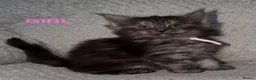 Maine Coon cats for sale: 🐾BEAUTIFUL MAINECOON KITTENS😻 3 BOYS & 2 GIRLS🐾 - Advert 3