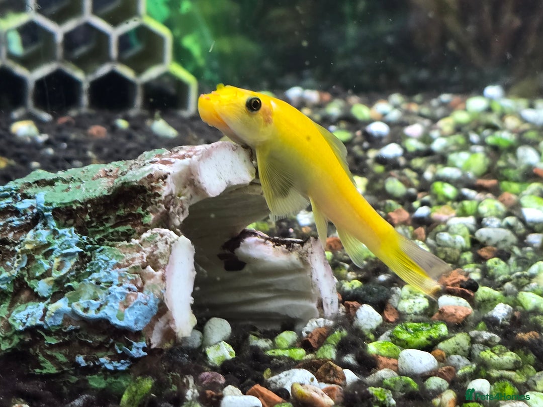 Angelfish fish for sale: All fish 100£ - Image 5
