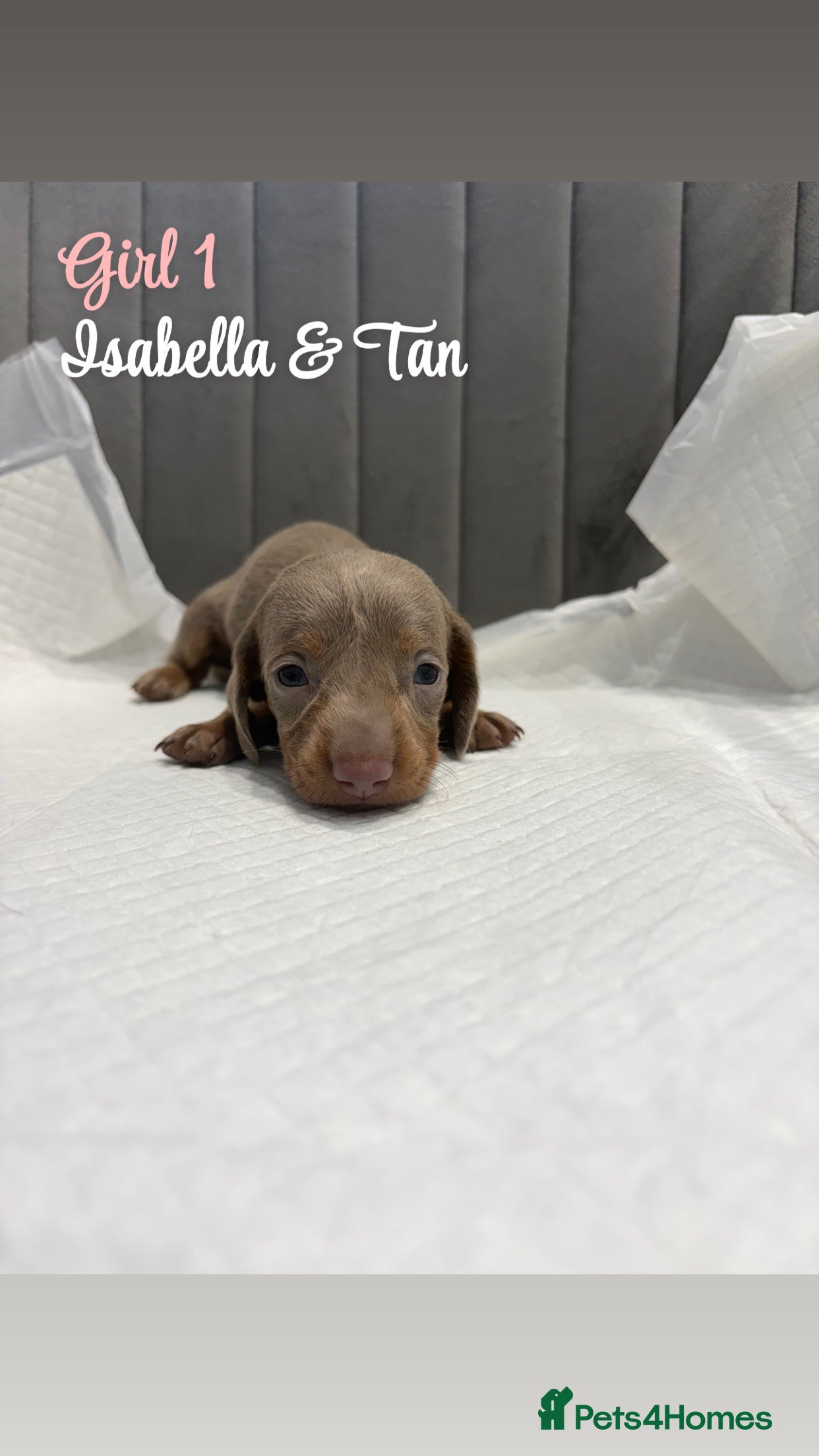 Miniature Dachshund dogs KC Registered Miniature Dachshund puppies for sale - Advert 2