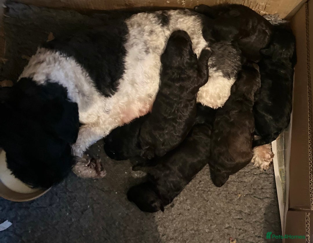 Toy Poodle dogs for stud: K.C Chocolate ToyPoodle at Stud in Coventry - Advert 19