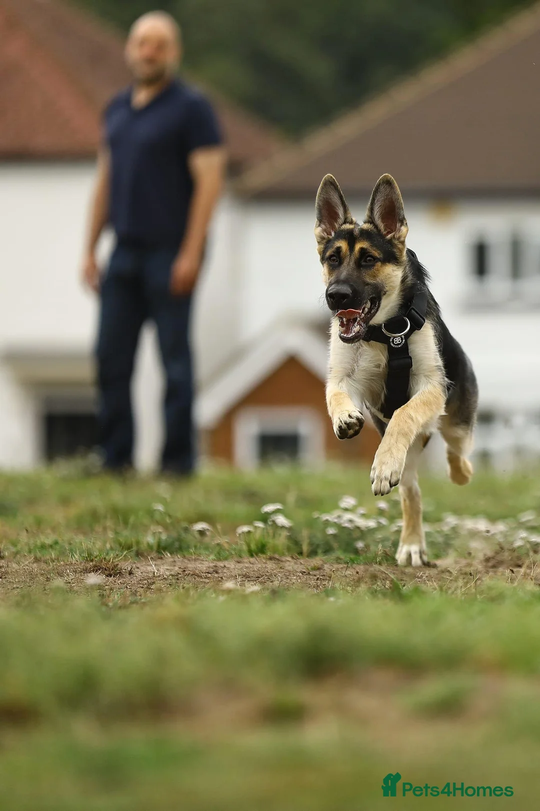 German Shepherd dogs for sale: Female 1 year old GSD - Advert 6