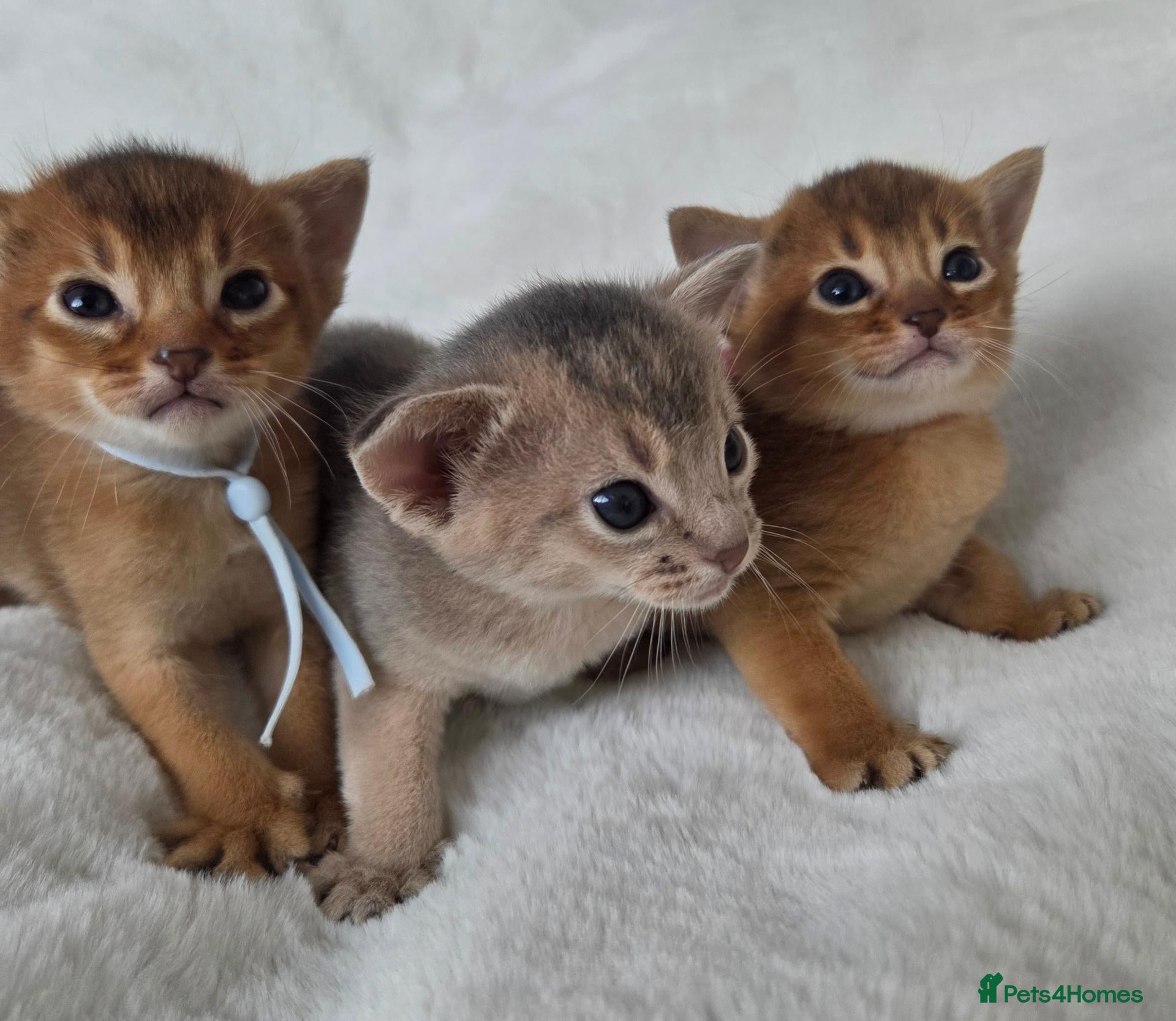 Abyssinian cats for sale: Beautiful Abyssinian Kittens – TICA Registered 🐾 - Advert 2
