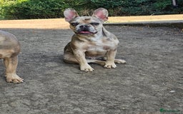 French Bulldog dogs for sale: Male & female frenchie for sale 8 months old - Image 5