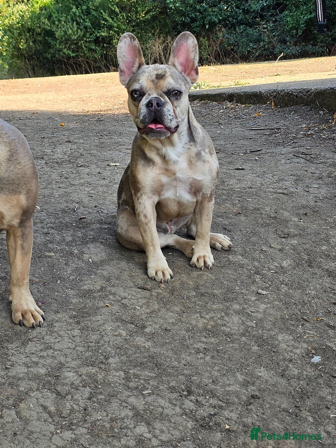 French Bulldog dogs for sale: Male & female frenchie for sale 8 months old - Image 5