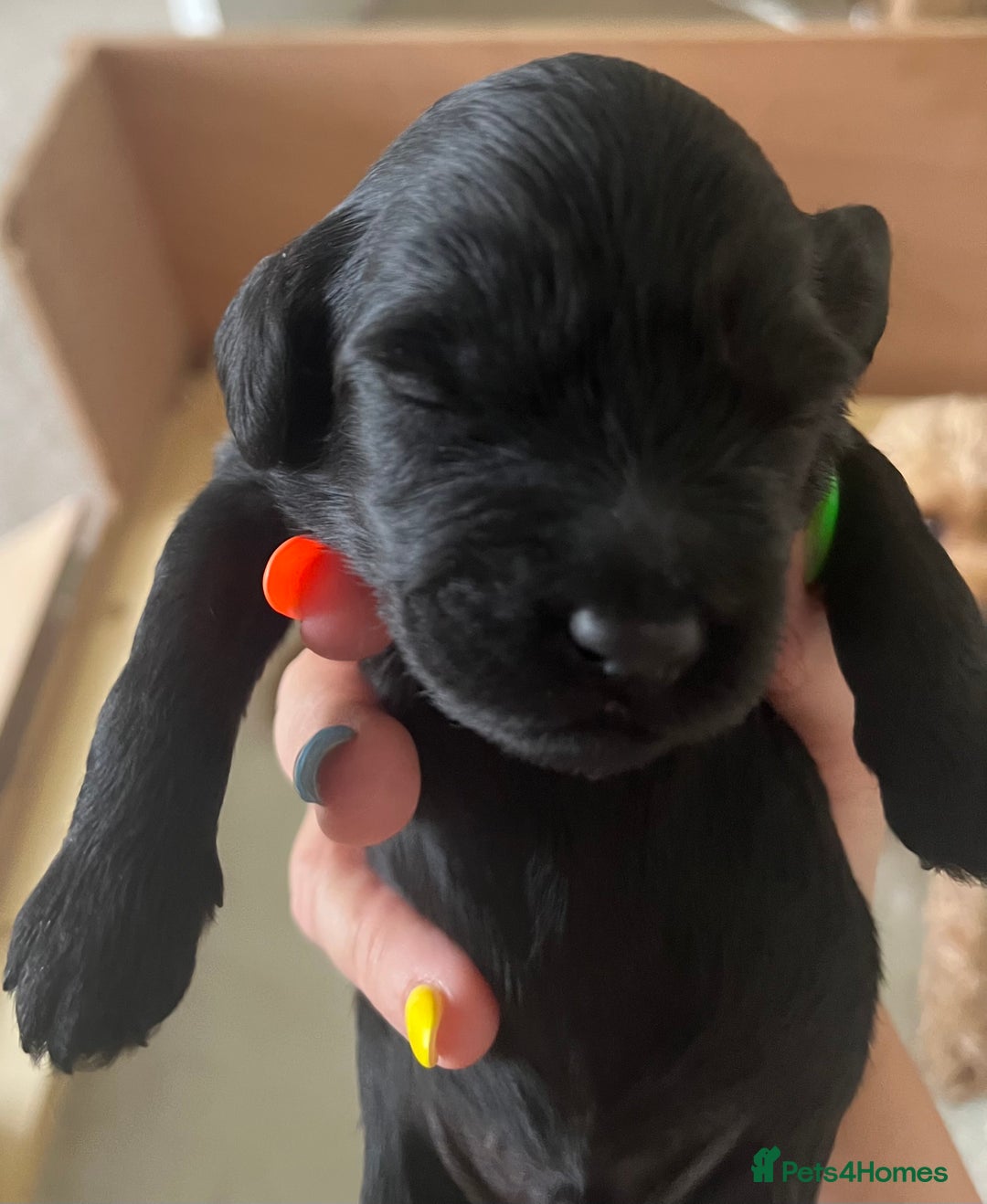 Cavapoo dogs for sale: Cute cavas for best homes only!  - Image 22