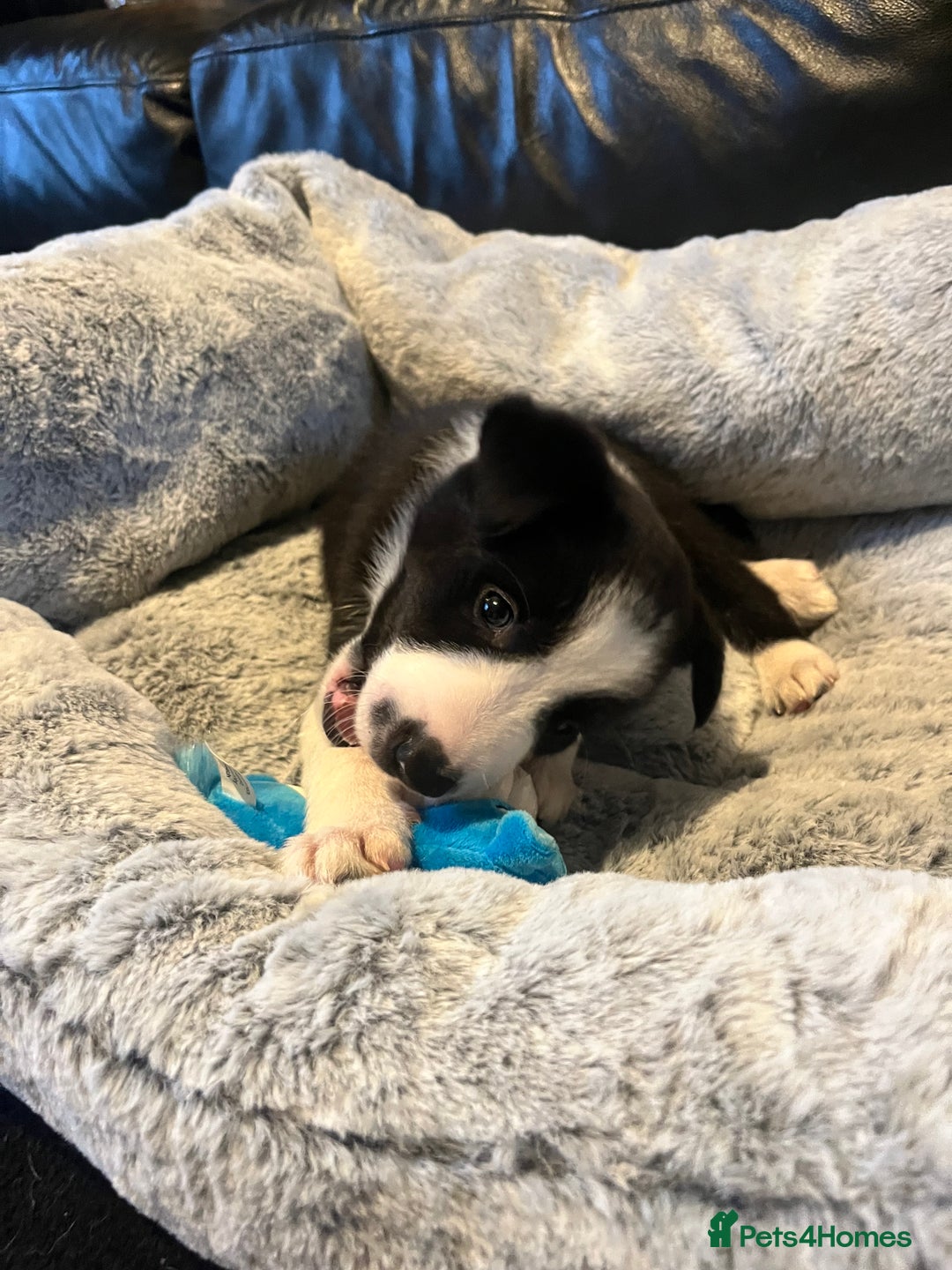 Border Collie dogs for sale: Lovely litter of 6 border collie puppies - Advert 5