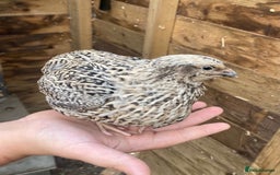 Quail poultry for sale: Beautiful coturnix, CPQ and bobwhite quails - Image 16