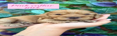 Cocker Spaniel 4
