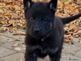 German Shepherd dogs - Advert 5