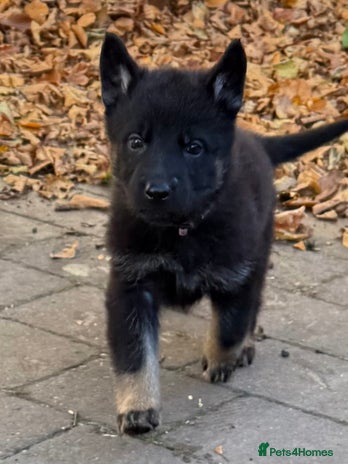 German Shepherd dogs - Advert 2