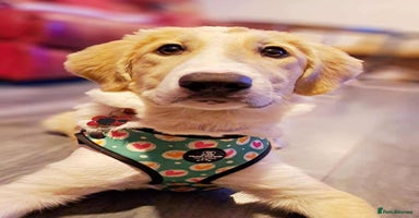 Mixed Breed dogs - Advert 8