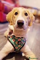 Mixed Breed dogs - Advert 8