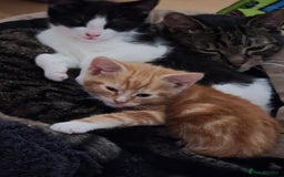 Mixed Breed cats for sale: Male part maincoon kittens - Image 2