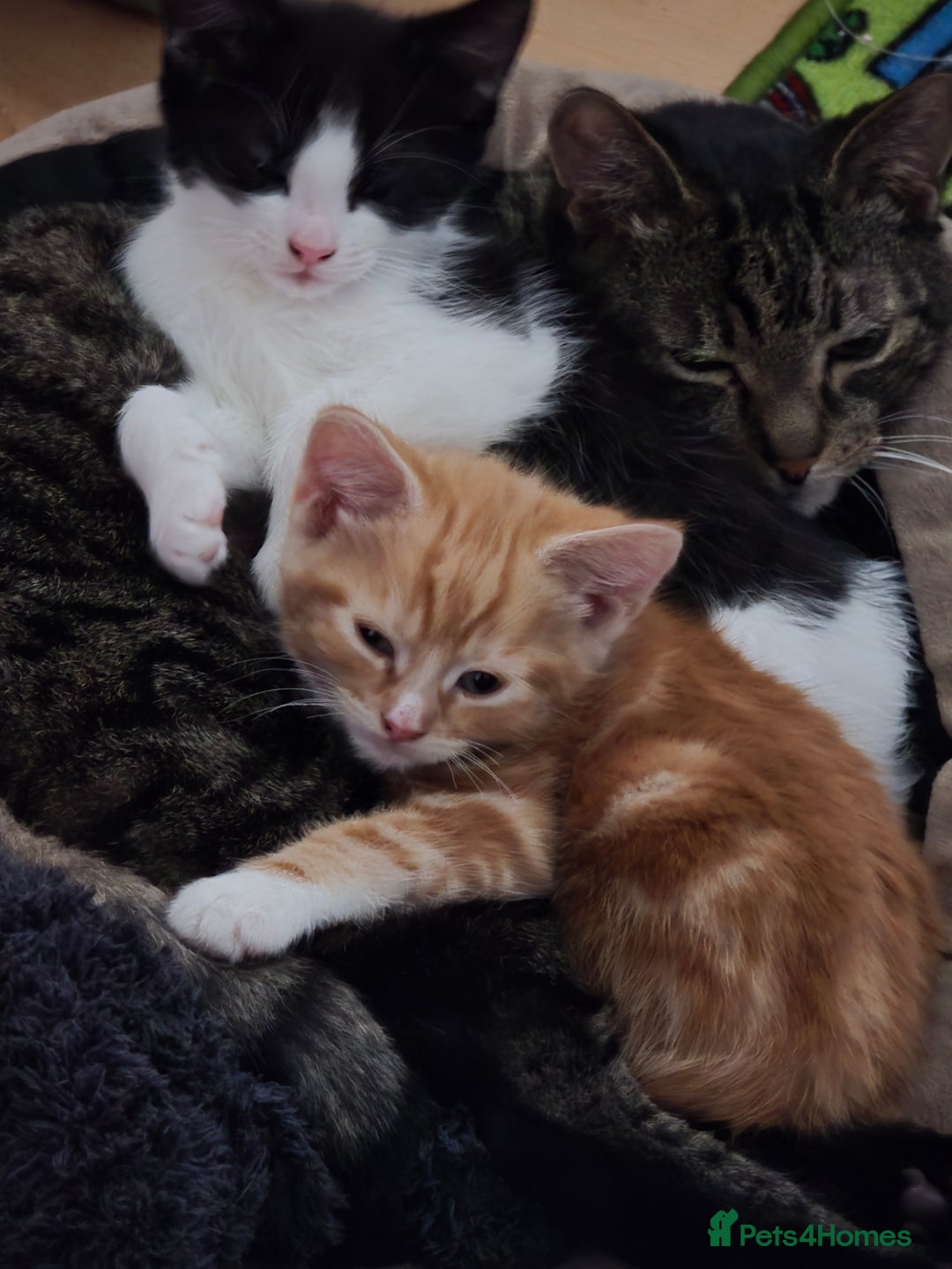 Mixed Breed cats for sale: Male part maincoon kittens - Image 2