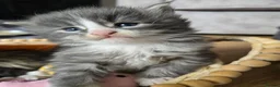 Maine Coon cats for sale: READY AUGUST- Tica Pedigree Maine Coons - Advert 21