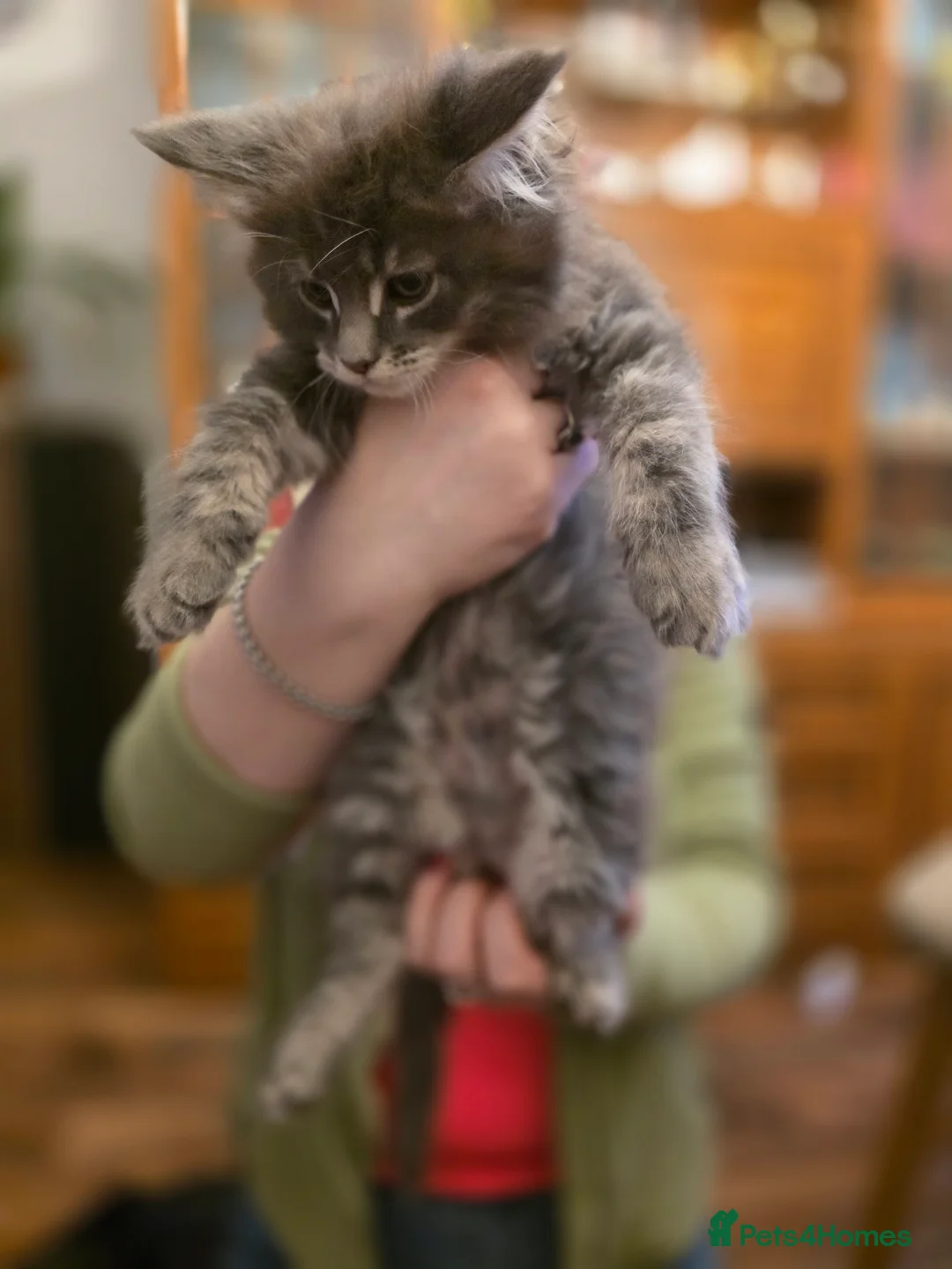 Maine Coon cats for sale: XL Maincoon kittens - Advert 2